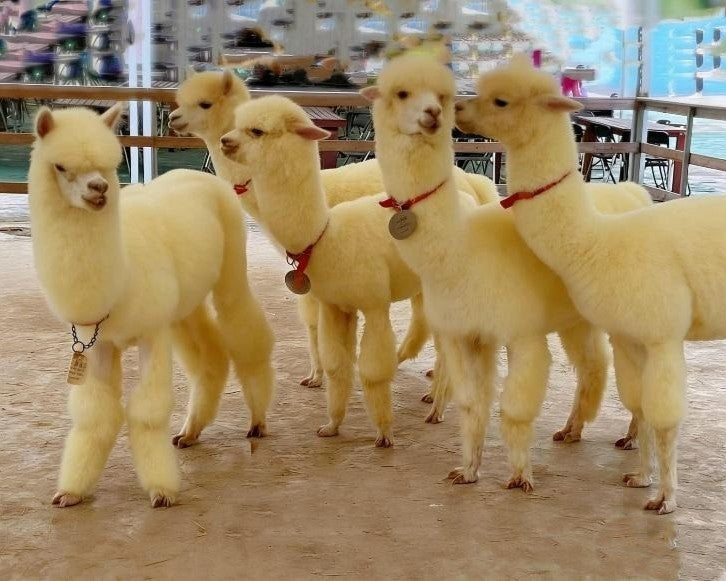 小小骑师王&动物互动体验之旅